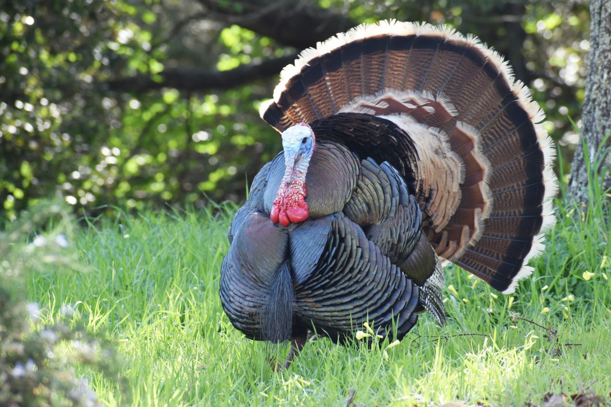 "الديك الرومي" أو "الديك التركي"، أو "الهندي" أو "الحبشي"..