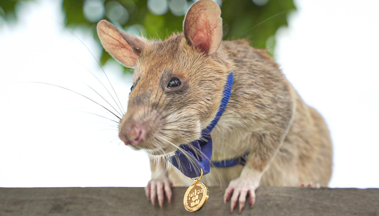 تعرَّف على الجرذ ماغاو الذي أنقذ آلاف البشر قبل أن يفارق الحياة