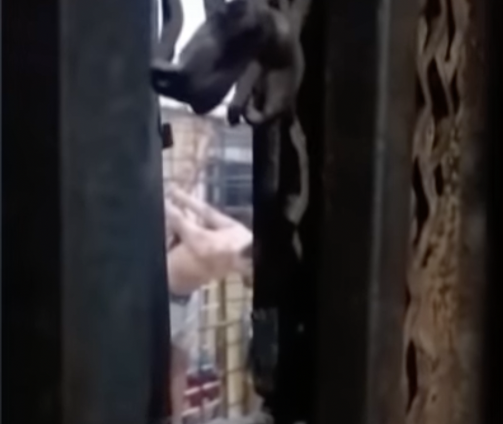 لقطة من مقاطع فيديو مسربة قالت صحيفة الجارديان إنها من تعذيب محتجزين في قسم شرطة بمصر نوفمبر الماضي