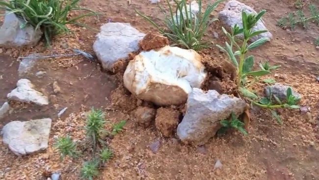 ينمو وحده ويباع بأسعار باهظة.. الترفاس فطر نادر ينمو في الصحراء ويحقق ثروة للباحثين عنه