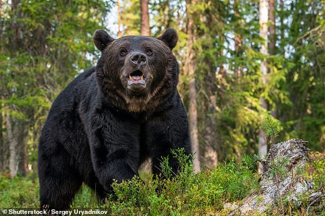 أطلق النار بالخطأ فقتل شقيقه ثم انتحر! أمريكي حاول التصدي لهجوم “دب أسود” فتسبب في كارثة