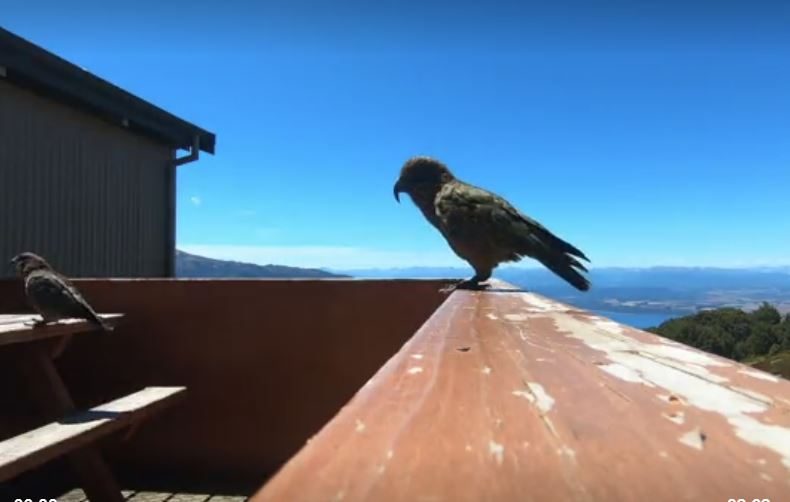 ببغاء يسرق كاميرا