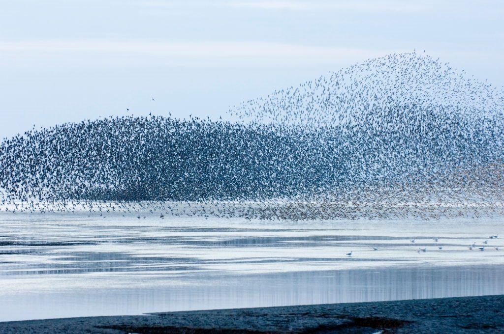 سرب طيور المكسيك