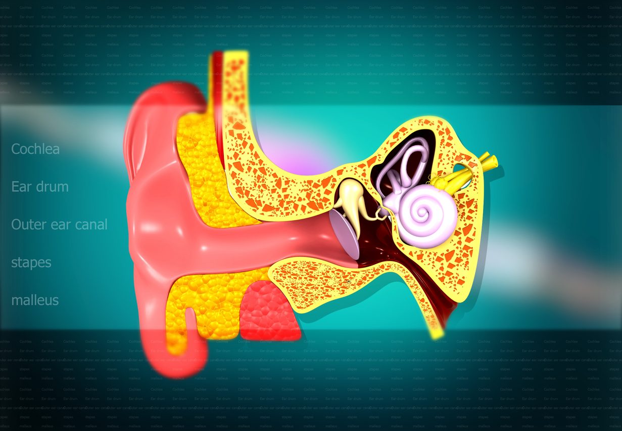 iStock/ هيكل الأذن من الداخل