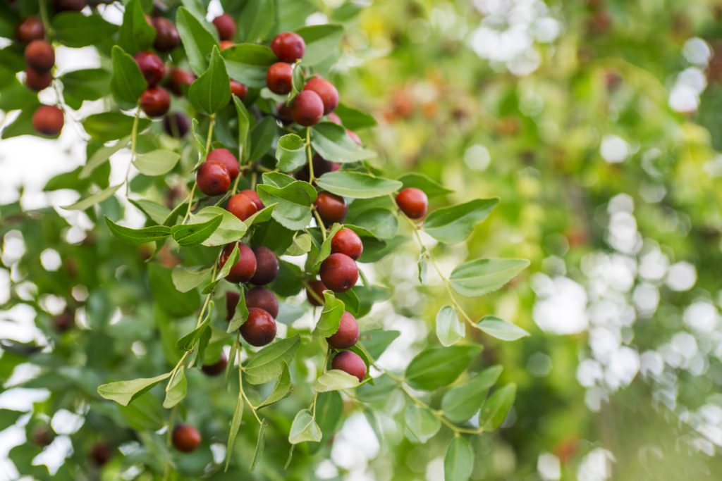 تعرف على نبات السدر وفوائد السدر للصحة