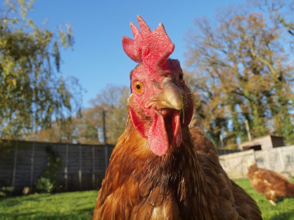 البنتاغون دجاجة