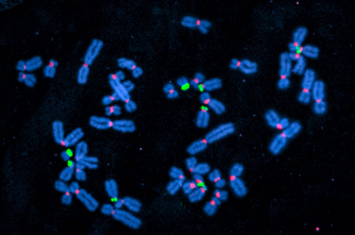 علماء ينشرون أول خريطة كاملة للجينوم البشري.. ستفتح الباب أمام اكتشافات طبية لعلاج الأمراض