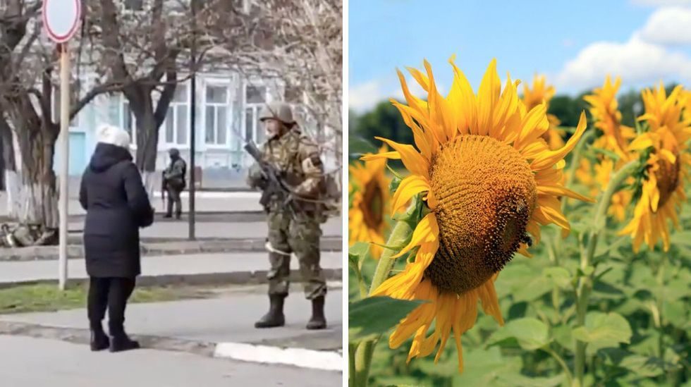 بذور عباد الشمس