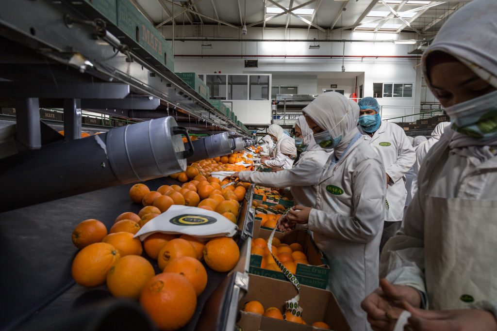 الزراعة في المغرب