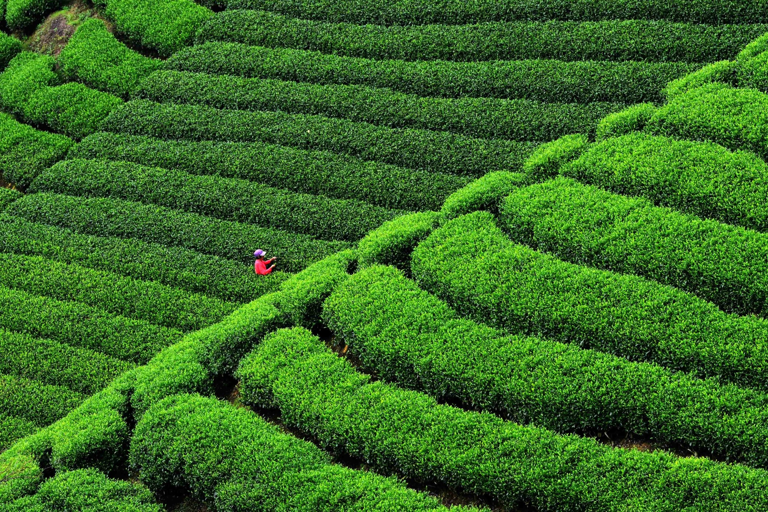 “عمالقة الغذاء” في العالم يرفضون مغادرة روسيا.. شركات للزراعة تتحدى العقوبات الغربية لأسباب إنسانية