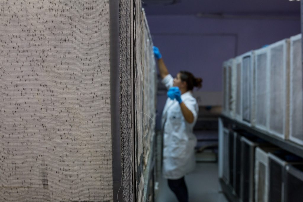 البعوض المعدَّل وراثياً