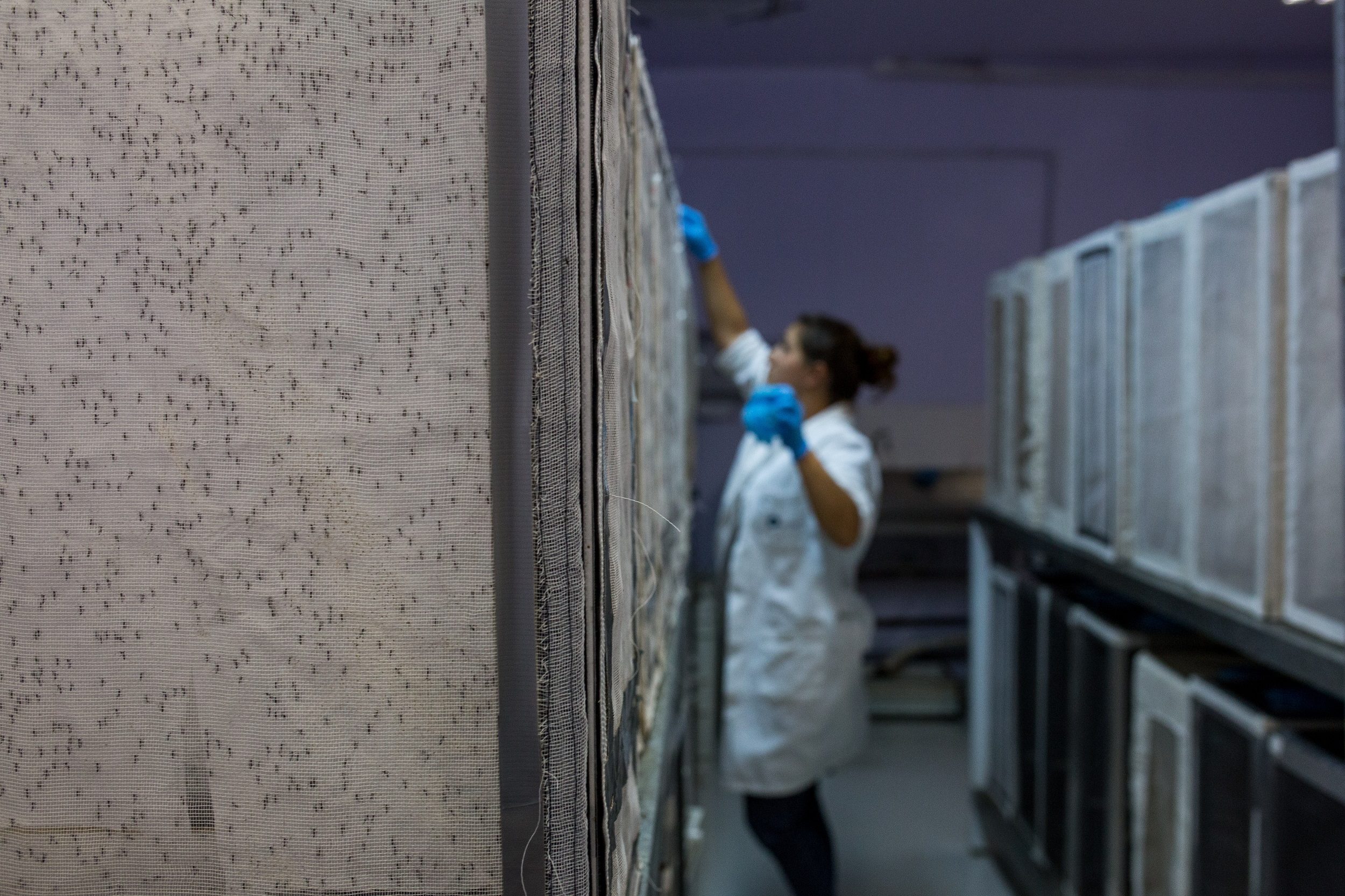 البعوض المعدَّل وراثياً