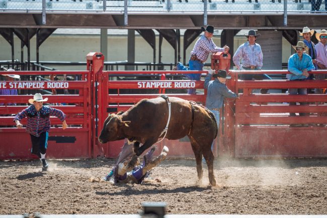 فيديو لأب شجاع يُلقي بنفسه فوق ابنه ليحميه من هجوم ثور هائج.. تلقَّى عنه ضربة موجعة