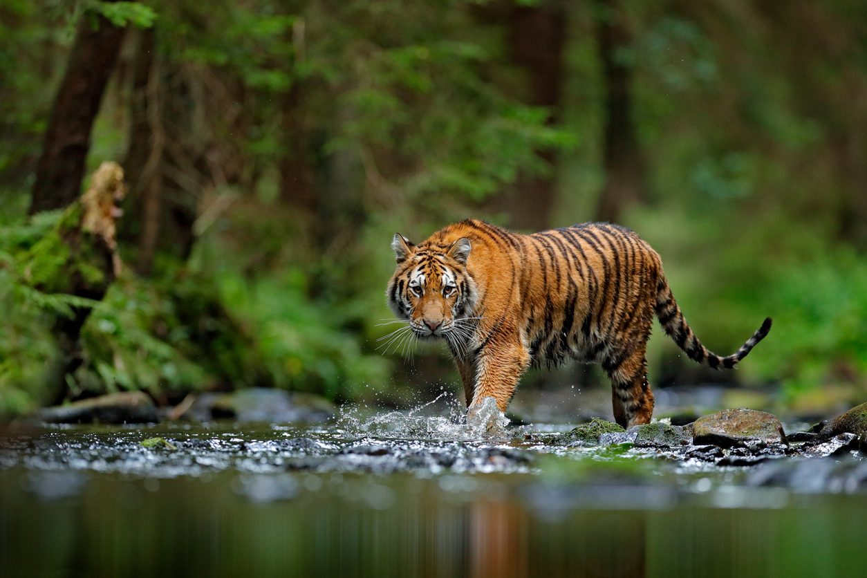 iStock\ النمور