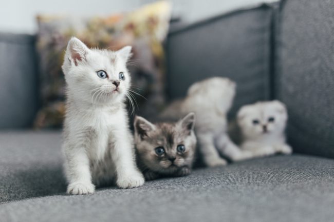 لماذا تأكل القطة صغارها؟ 6 أسباب لهذا السلوك الصادم، وما عليك فعله