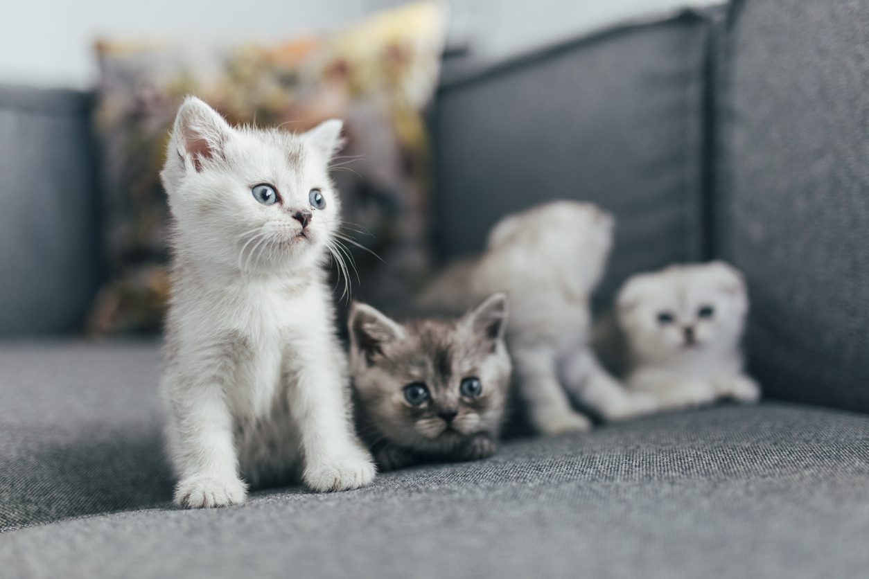 للغرابة هناك أسباب وراء لماذا تأكل القطة أطفالها