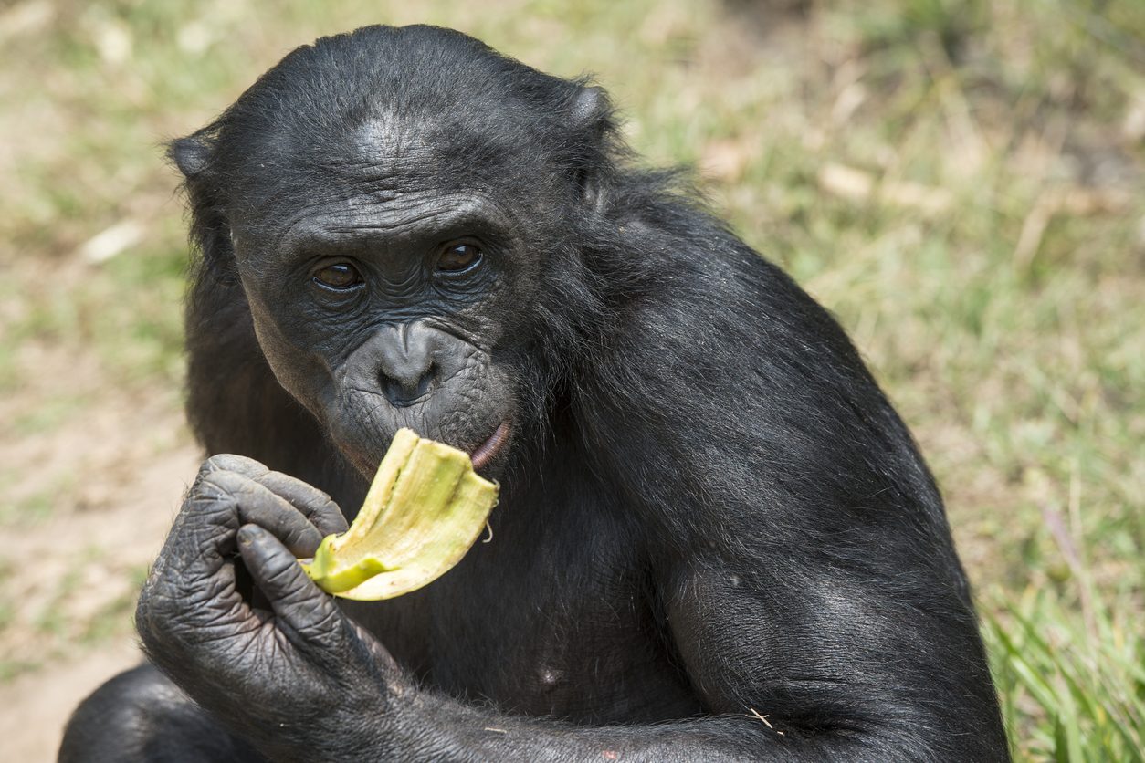 حيوانات تقدم هدايا