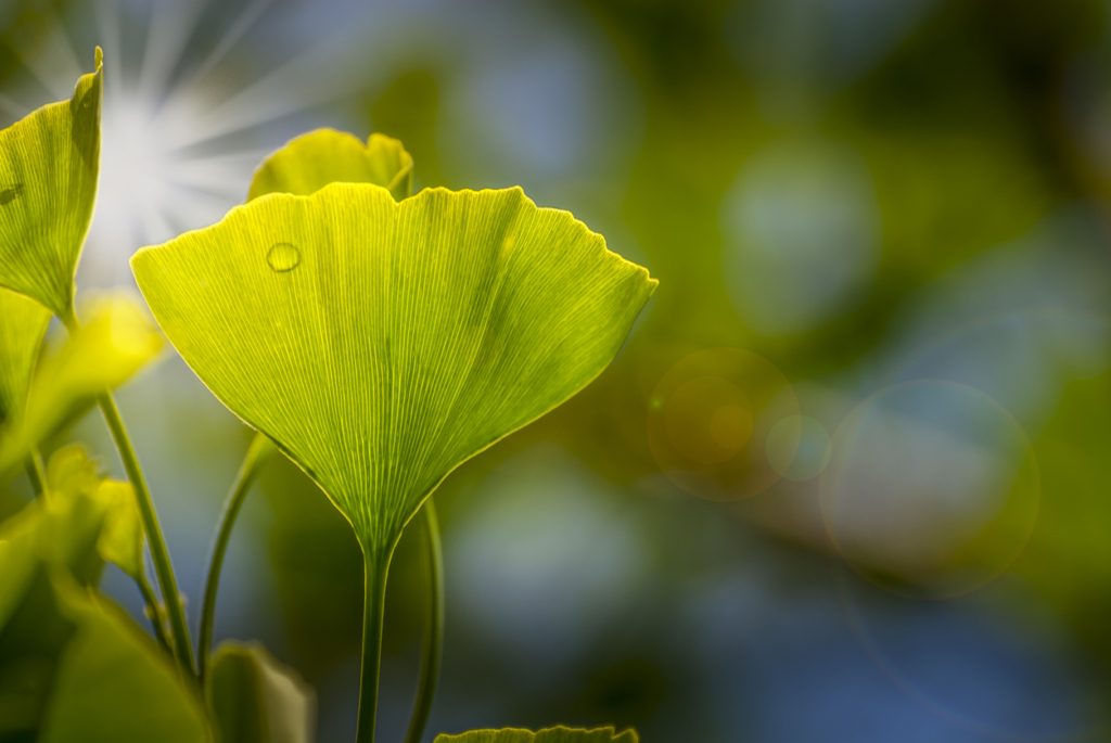 فوائد واستخدامات عشبة الجنكة