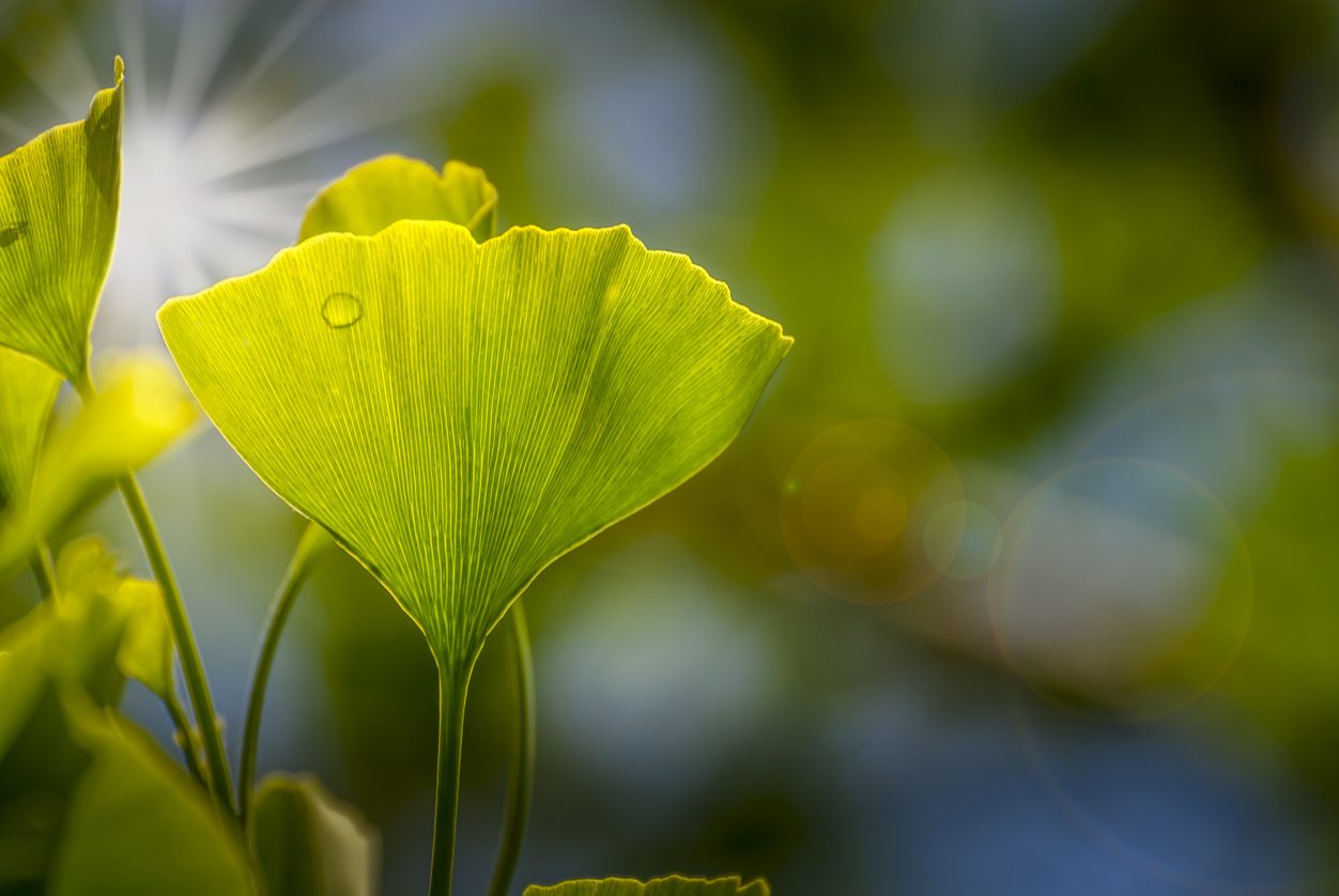 فوائد واستخدامات عشبة الجنكة