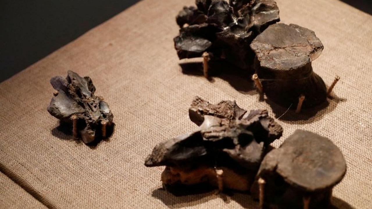 العثور على بقايا أكبر ديناصور على الإطلاق.. تعود لـ70 مليون سنة وطوله 10 أمتار! (صور)