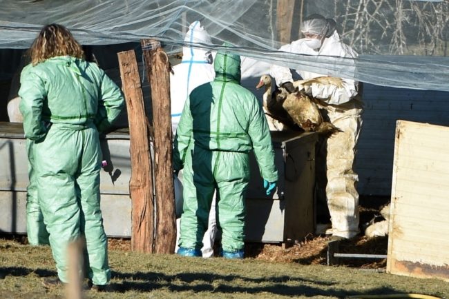 من الصين مرة أخرى! بكين تعلن أول إصابة بفيروس جديد، سلالة متطورة من إنفلونزا الطيور انتقلت لطفل