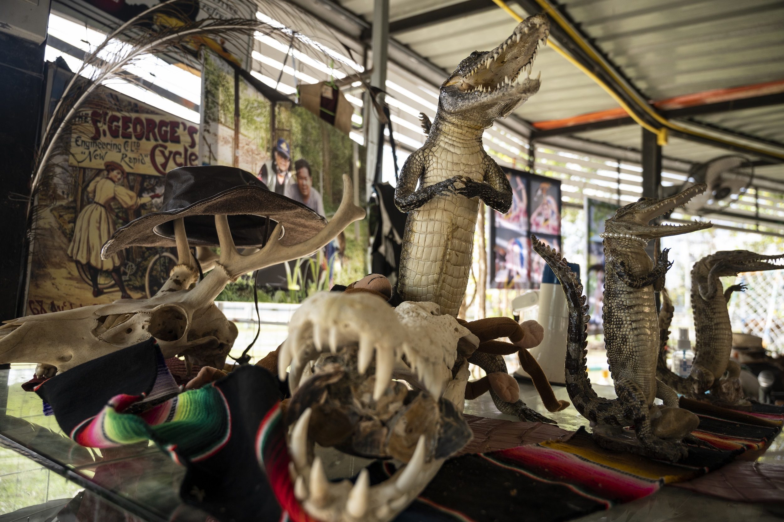 الحيوانات المُحنطة