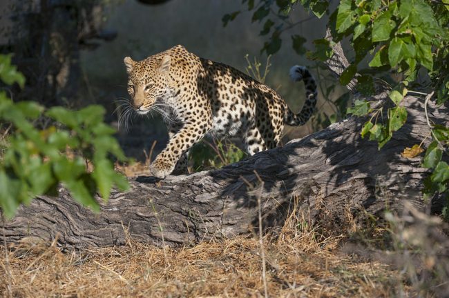 فيديو لفهد ينشر الذعر بمدينة إيرانية.. هاجم شرطياً قبل الإمساك به، وحديث عن وجود حيوانات أخرى خطيرة