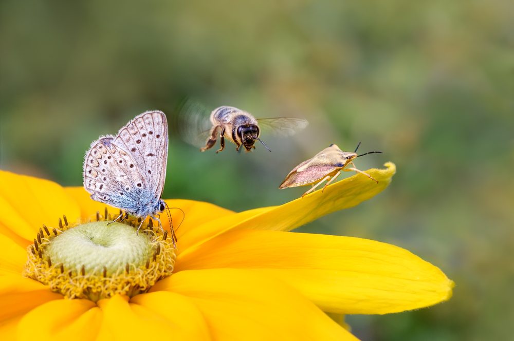 هل للحشرات دماغ؟ - Shutterstock