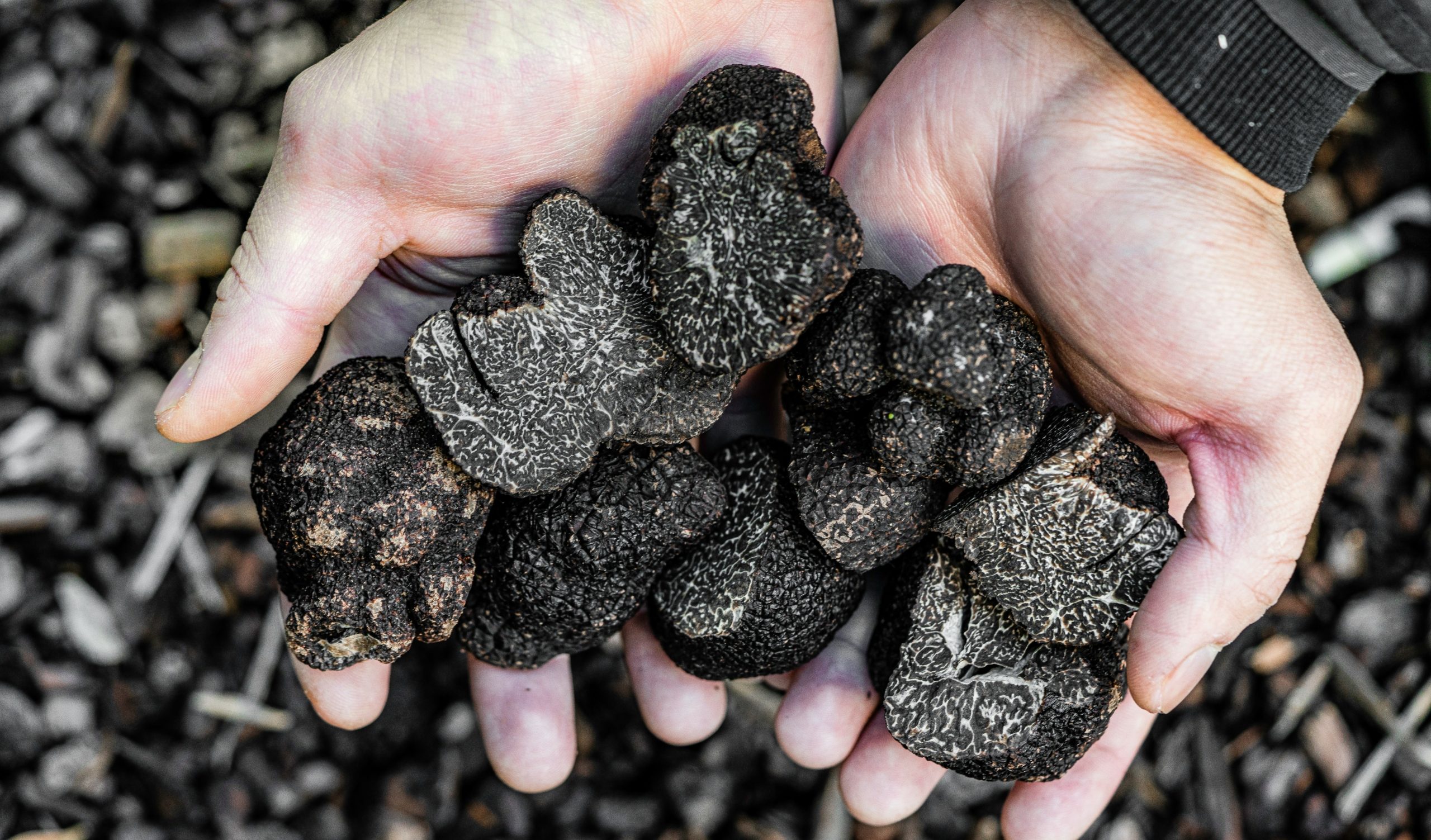 Shutterstock/ الكمأة السوداء