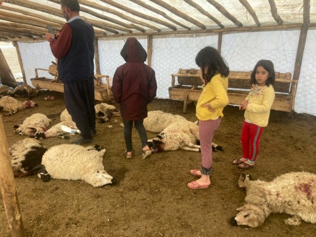 قطيع ذئاب يرتكب مجزرة في حظيرة للخراف بتركيا! قتل وجرح العشرات وأصاب مالكها بالصدمة (فيديو)