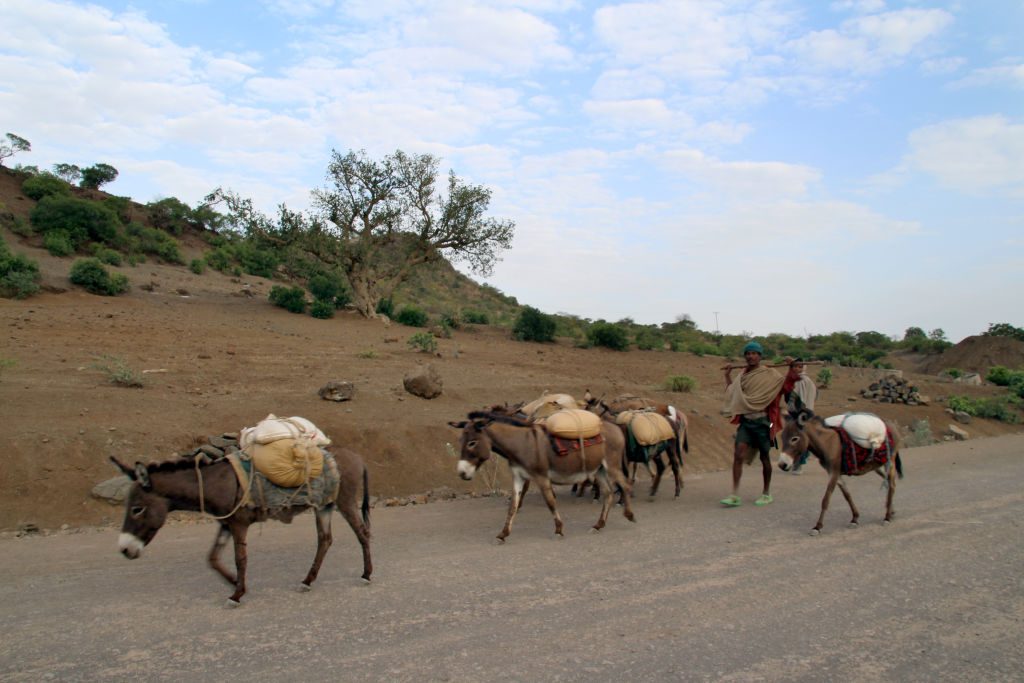 5 ملايين حمار تقتل سنوياً من أجل جلودها في تجارة غير مشروعة تساهم مواقع التواصل بانتشارها