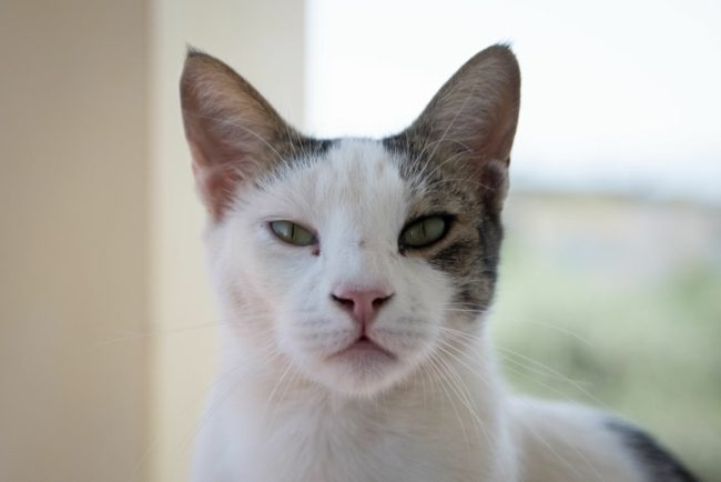 شاب يوناني مهدد بالسجن 10 سنوات بسبب قطة! فيديو يوثّق كيف استدرجها قبل أن يركلها باتجاه البحر