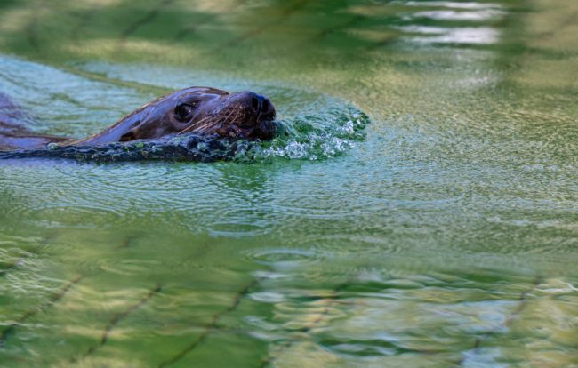 فيديو لأسد البحر يقتحم منتجعاً في الإكوادور.. طارد أحد الرجال واستولى منه على كرسيه ونام عليه