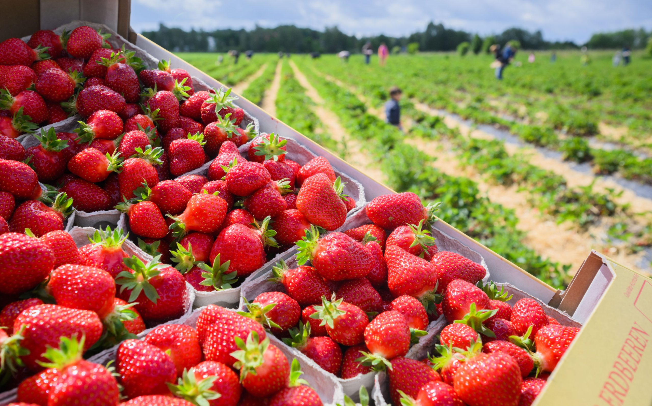 الولايات المتحدة وكندا تلاحقان الفراولة في الأسواق.. اشتباه في تسببها في الالتهاب الكبدي الوبائي