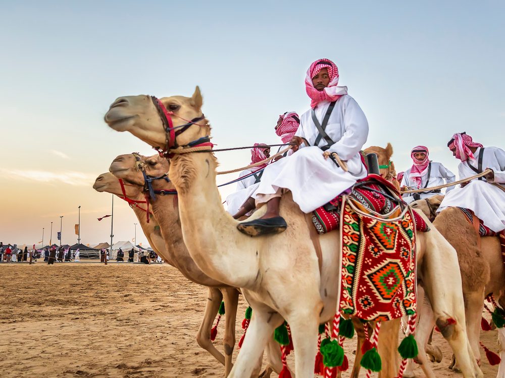 Shutter Stock/ ماذا تأكل الجمال في الصحراء؟