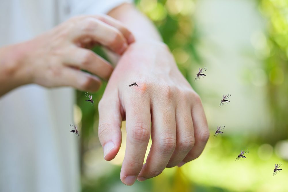 البعوض\ shutterstock