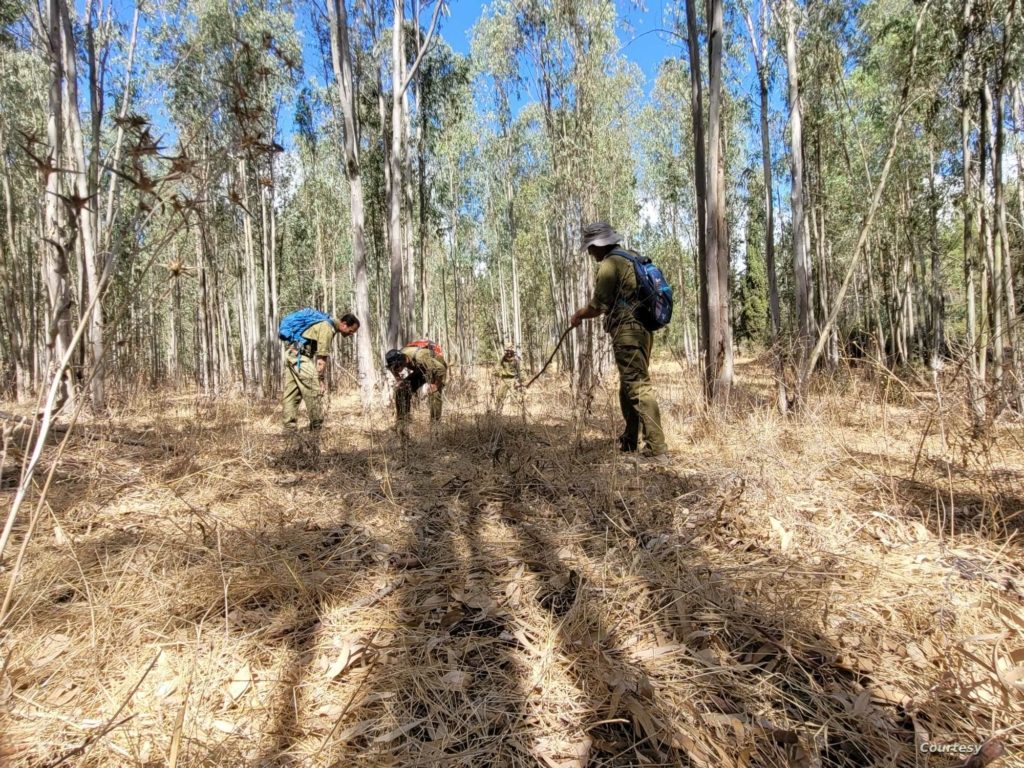 وحدة ميرعول