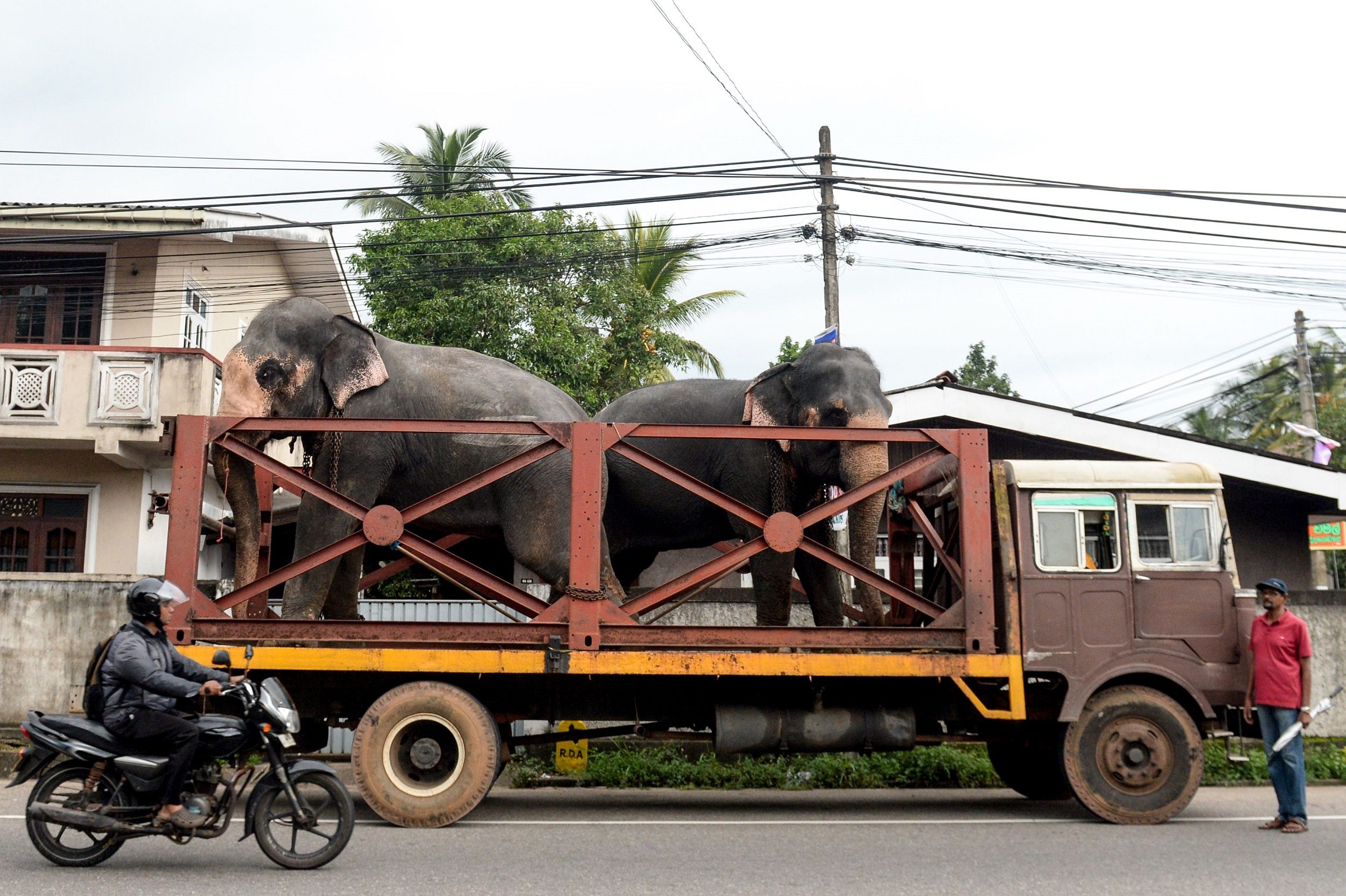 فيل جريمة قتل الهند