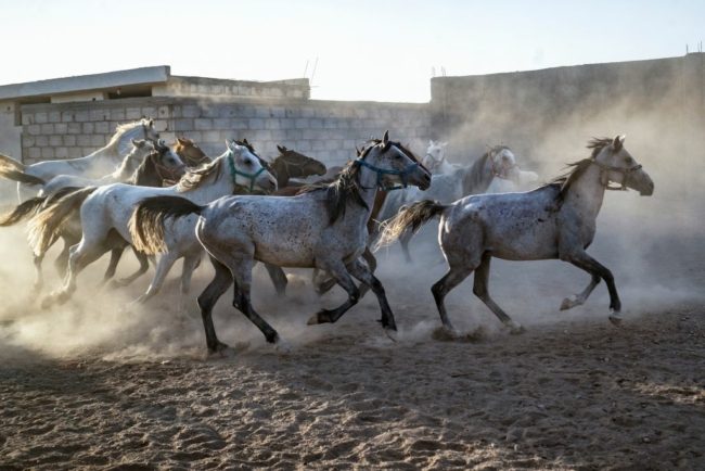 هروب خيول “الإسطبلات الملكية” بالأردن بسبب حريق.. يقدَّر سعرها بملايين الدولارات والناشطون يعلقون (فيديو)