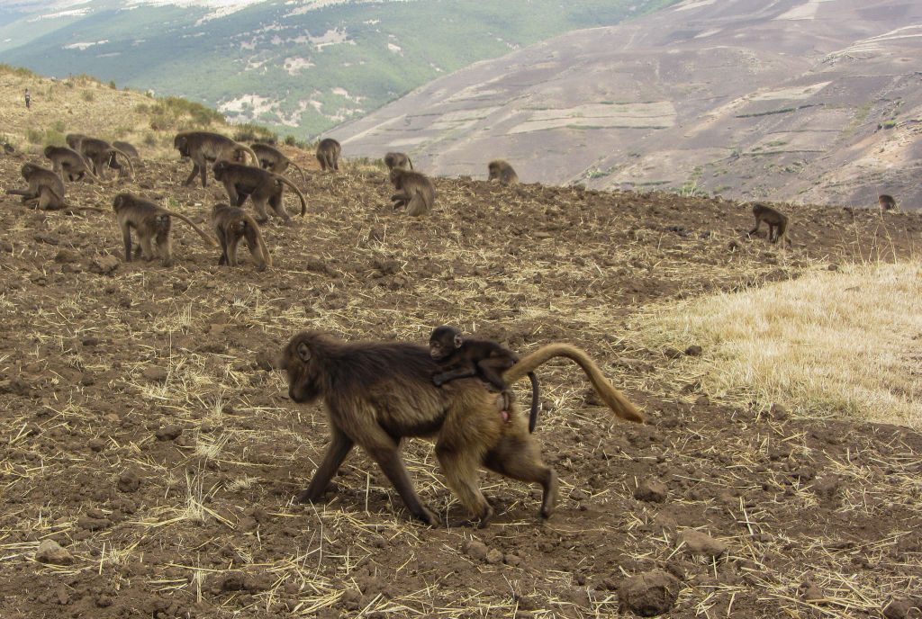 قرود تبحث عن طعام