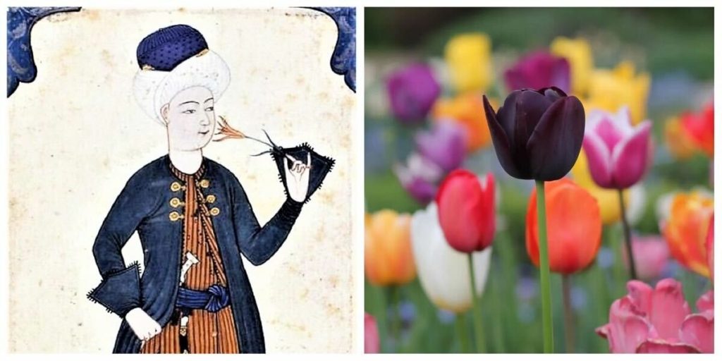 زهرة التوليب