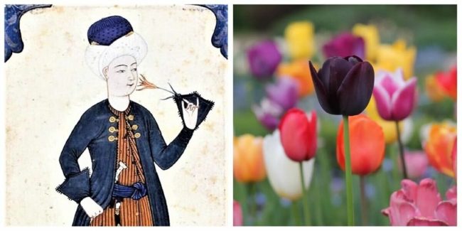 قصة زهرة التوليب المثيرة التي أسرف العثمانيون في الاهتمام بها.. لماذا وصل بهم الحد لتقديسها؟
