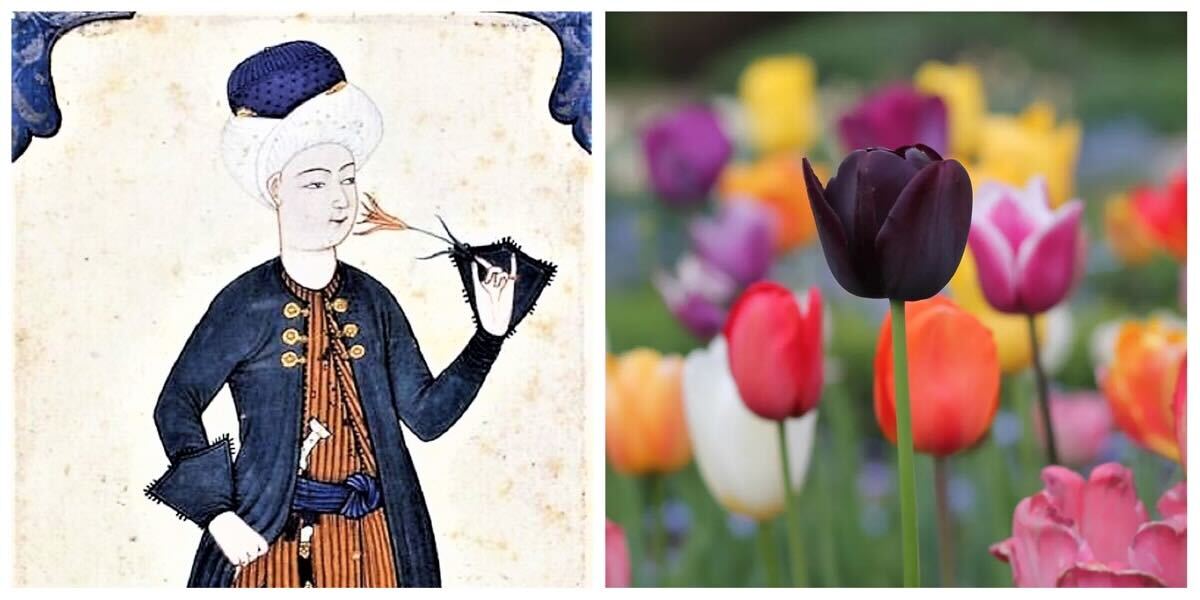 زهرة التوليب