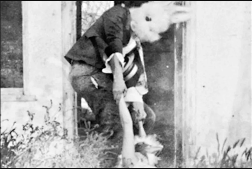 Social Media/ الرجل الأرنب