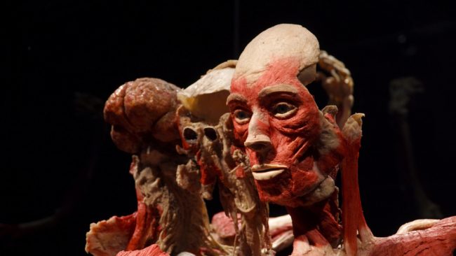 أحدها يجمع خُصل شعر 16 ألف امرأة وآخر يعرض الجثث البشرية.. أغرب متاحف العالم على الإطلاق