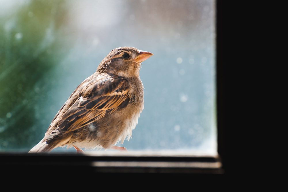 عصفور على النافذة/ shutterstock