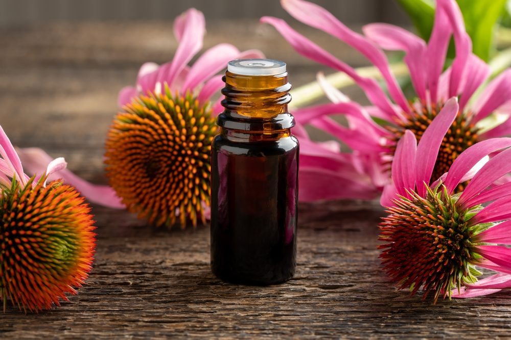 مستخلصات القنفذية تساهم في علاج نزلات البرد - ShutterStock