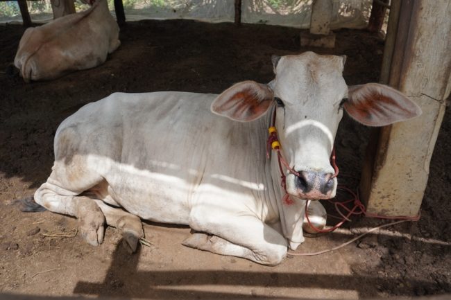 اعتقال بقرة بمركز للشرطة! متهمة بجريمة قتل طفل وعقوبة كبيرة في انتظارها