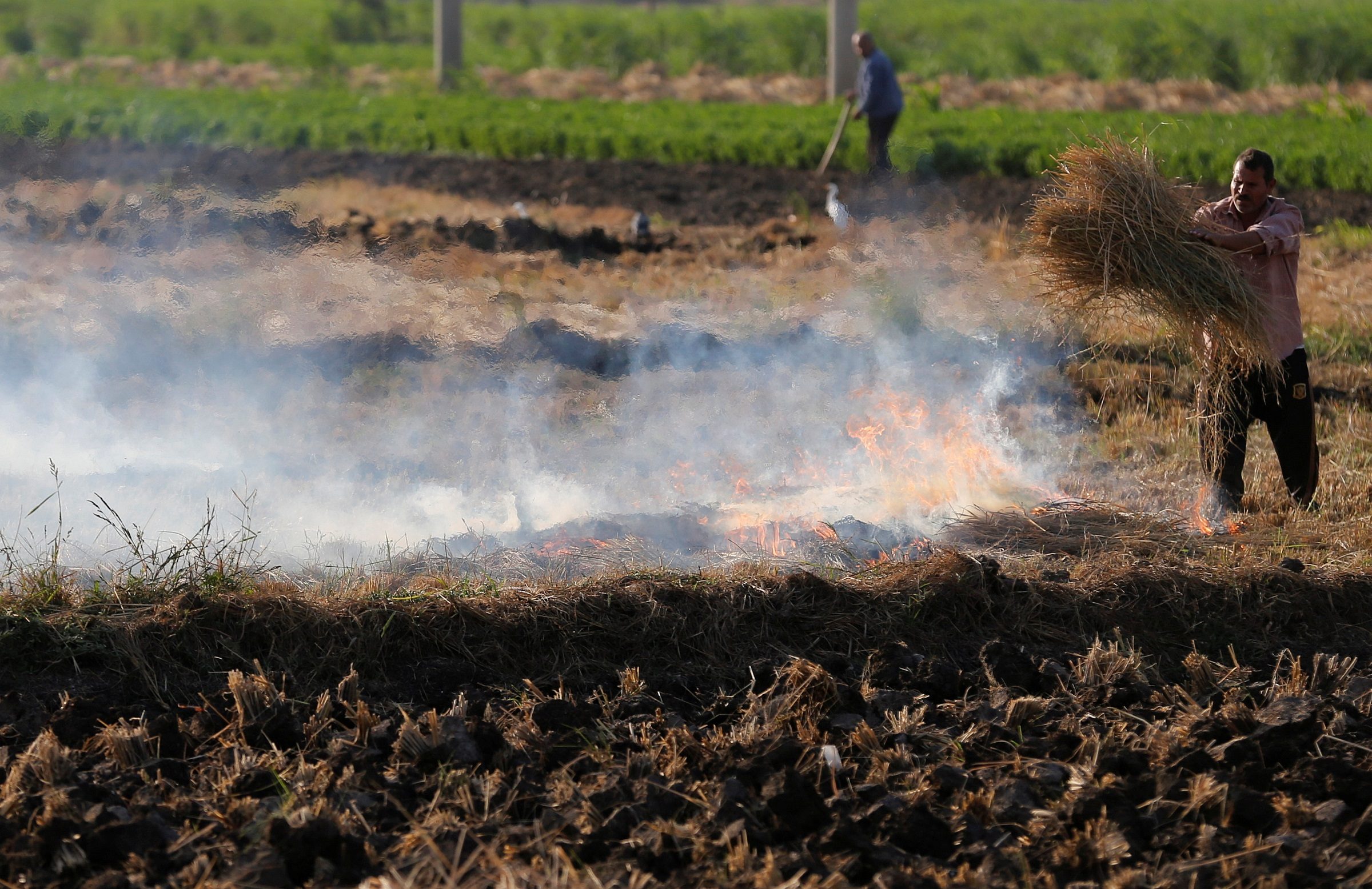 صغار المزارعين في مصر