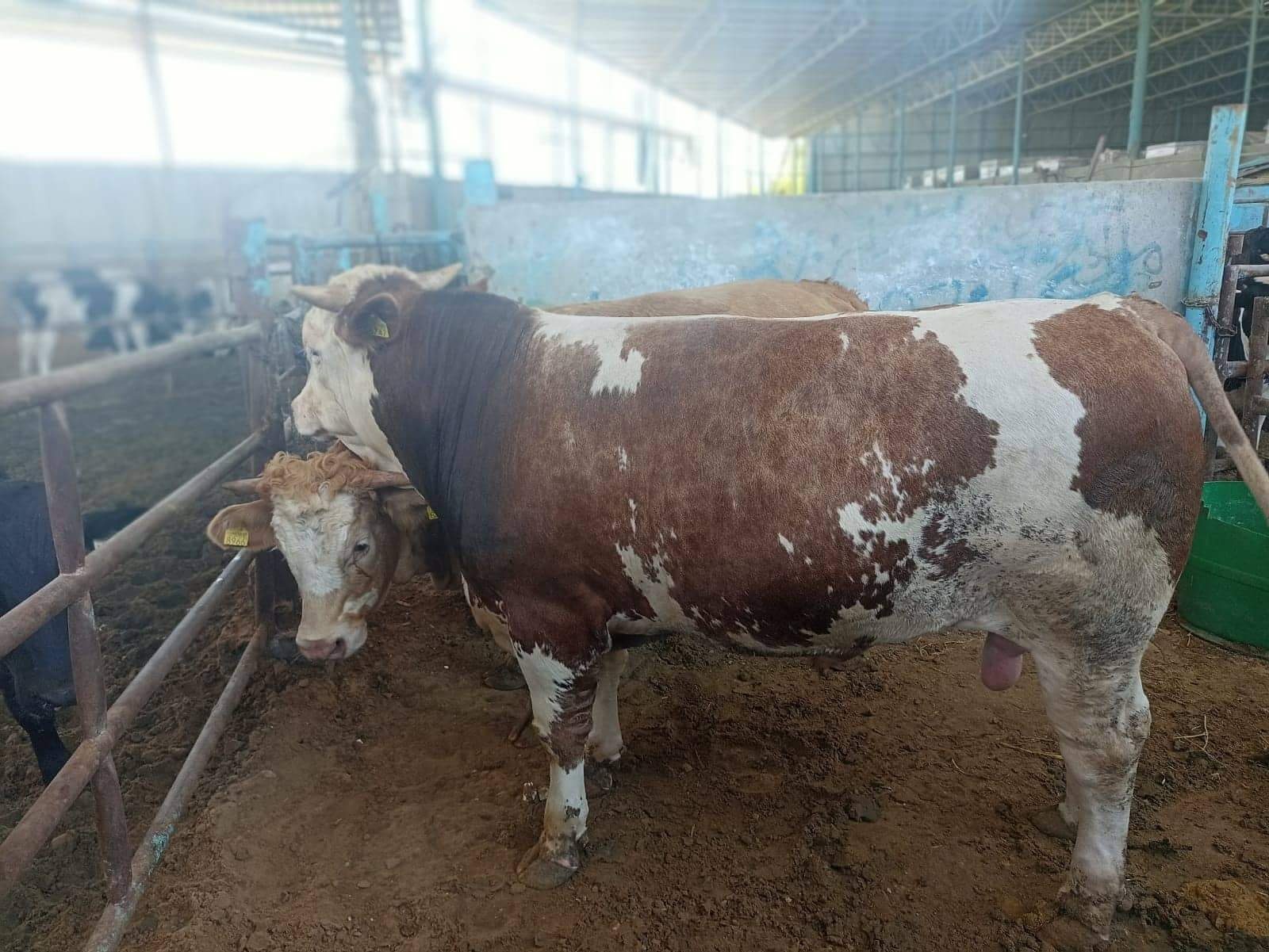 أحدها قتل طفلاً، والثاني قفز في الترعة! مشاهد كوميدية وأخرى “مأساوية” للعجول في أول أيام العيد بمصر